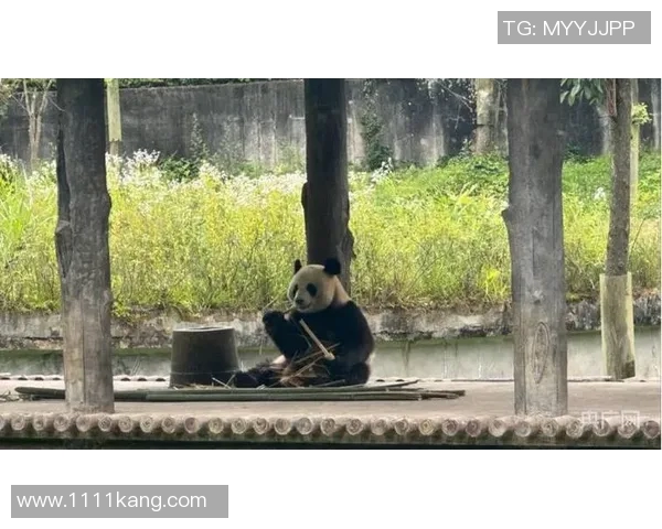 大宫松鼠与山行山神的奇幻对决探索自然与神秘的交织之旅